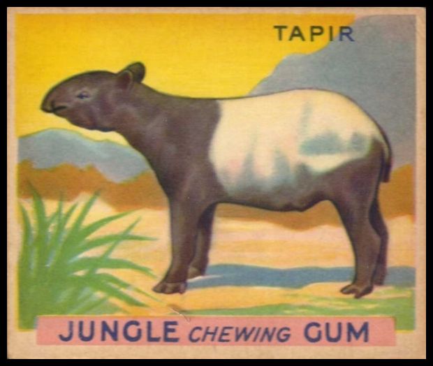 51 Tapir
